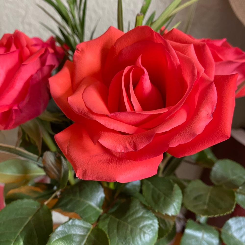 Meet your Posher, Patty